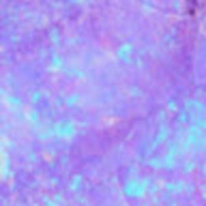 Meet your Posher, Frida